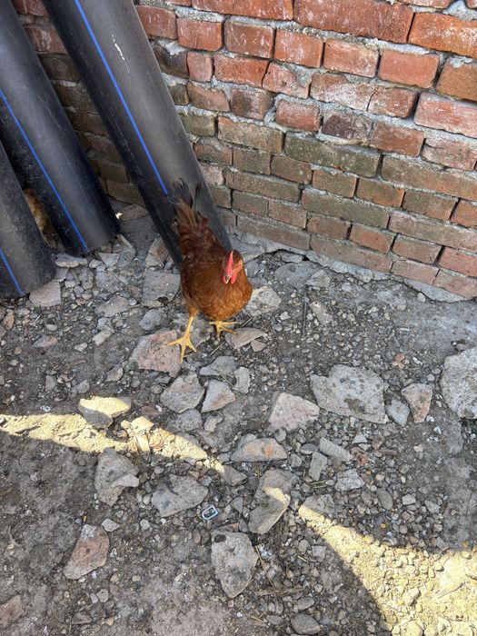 Cocoși tineri de vanzare