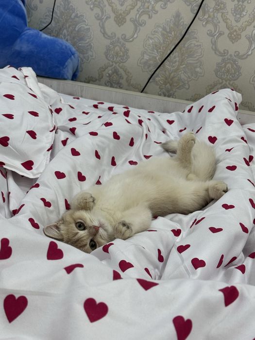 Кот , шотландская шиншила