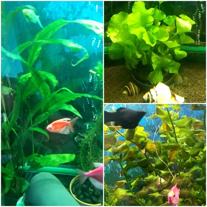 Улитки, растения для аквариума