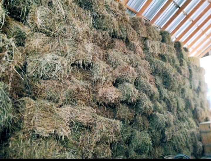 Balashovda intim xizmatlar