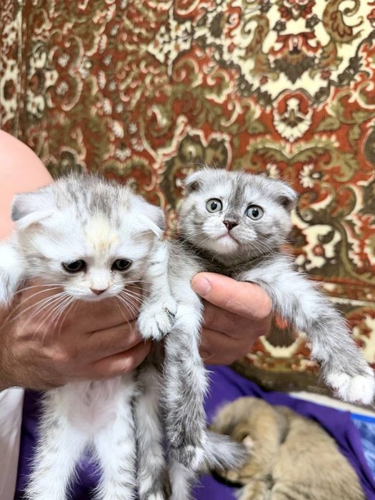 Продам котят вислоухие