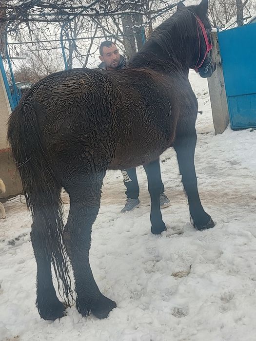 Vând mânză de 3 ani foarte blândă mai multe detalii la tel