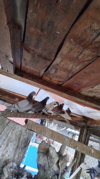 Голуби разных пород