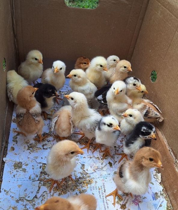 продам цыплят по 800 тг