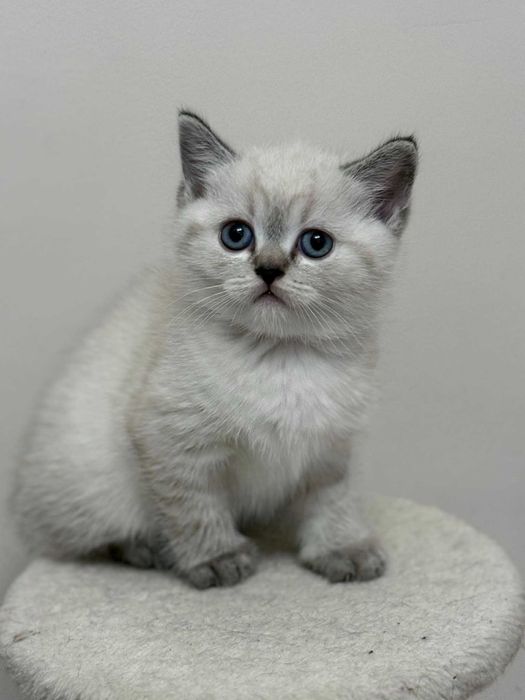 Британски котенца