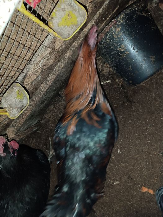 Xo'rozlar xar hil turidan