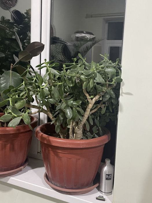 денежная дерево куп йиллик