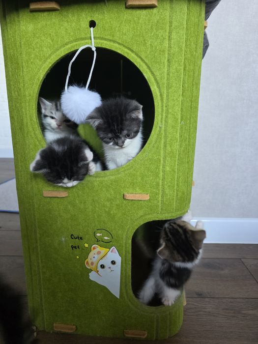 Британские котята