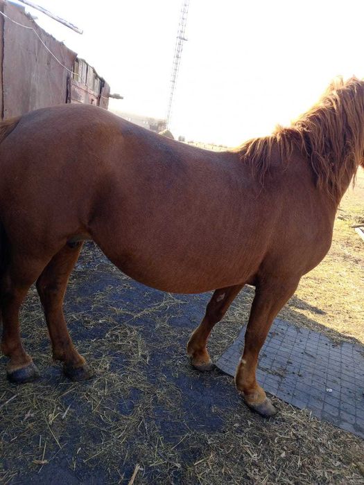 Кобылка , 6 лет.