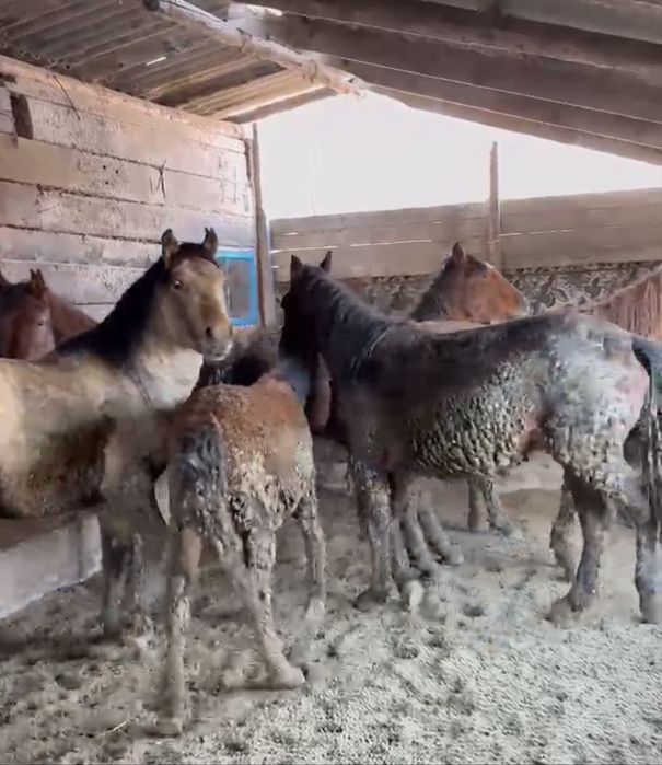 Жылқы еті 3500 тг кг