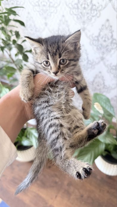 Кошка отдам в хорошие руки