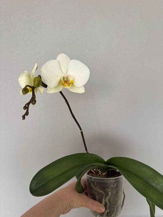 Орхидея фаленопсис, орхидеи