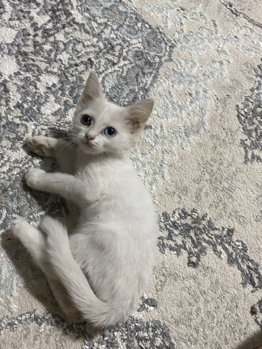 Mortokombat jinsiy aloqa video