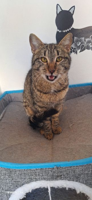 в добрые руки мальчик