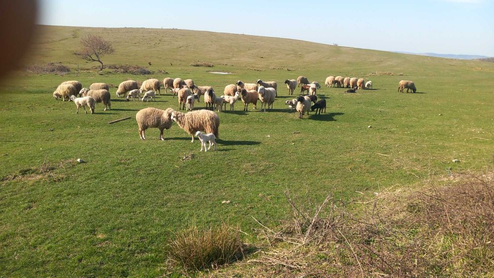 Vând 30 de oi cu miei. Preț  negociabil