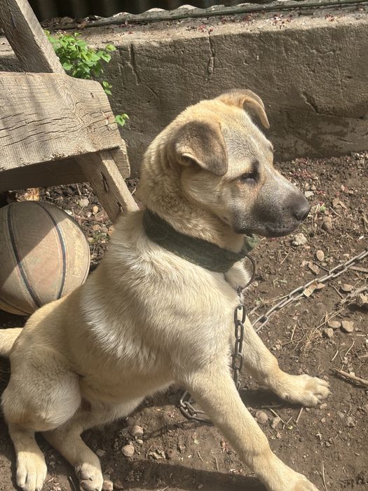 Азиат овчарка кушык