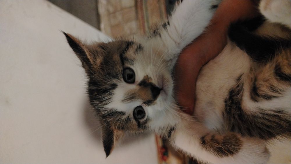 Котята слишком милые!