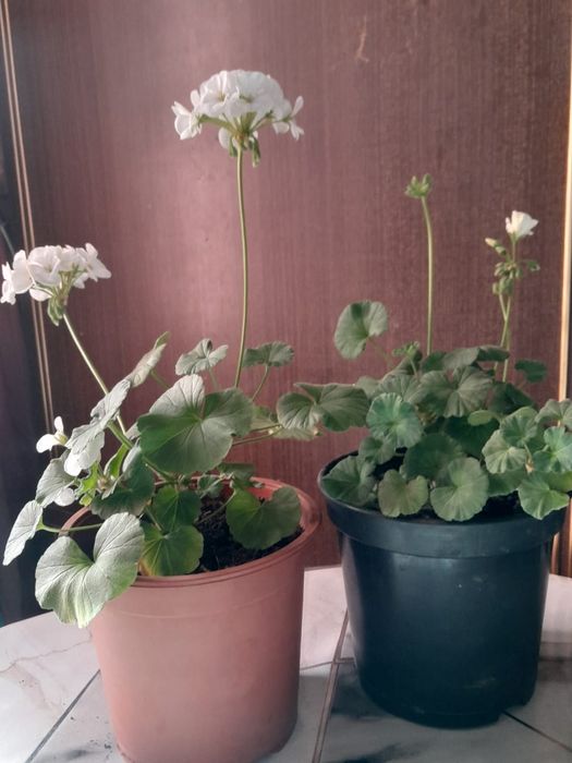 Пеларгония ( герань) Пришахтинск