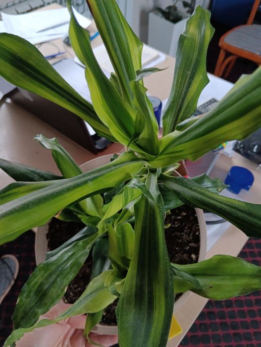 Комнатные растения