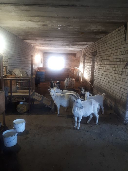 Продам крестьяское хозяйство