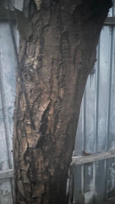 Жаңғақ тал сатылады