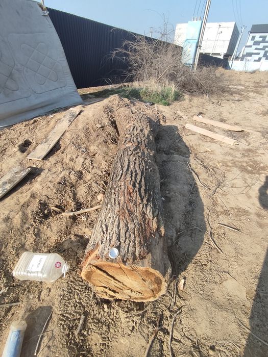 Продам стволы карагача.