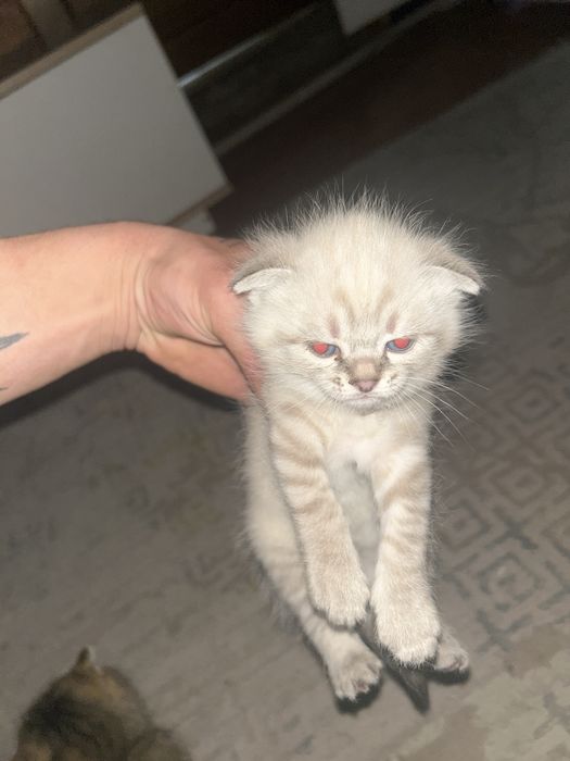 Продам Веслоухих котят