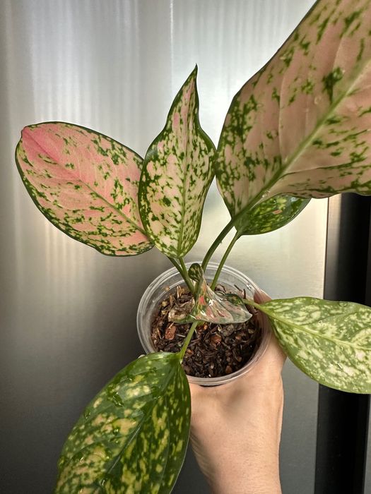 Продается аглаонема розовая