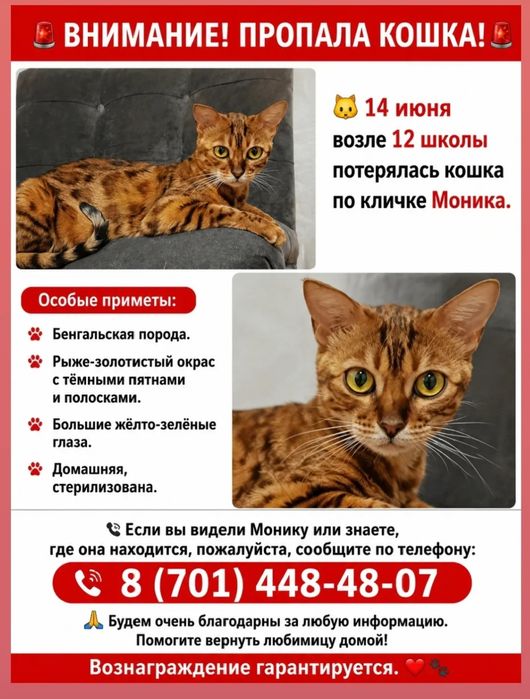 Пропала кошка Бенгалка