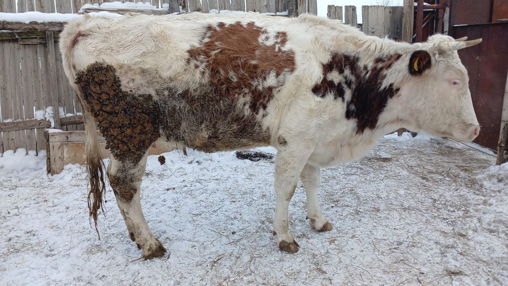 Сйыр сатылады қабарласамыз