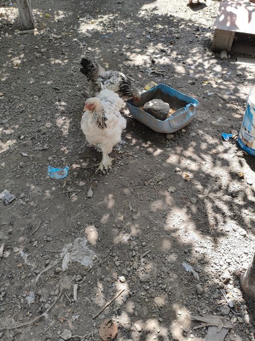 Продаётся цеплёнки породы Брама