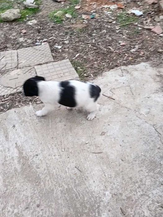 Подаряват се кученца майката е среден размер ловна порода