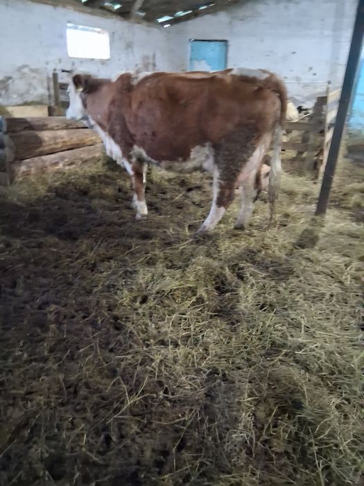 Vaca fatata de vanzare