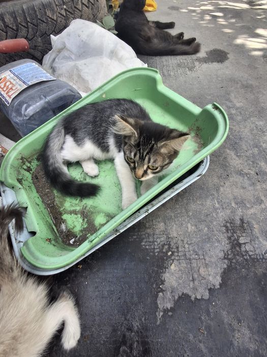 Котята отдам в хорошие руки