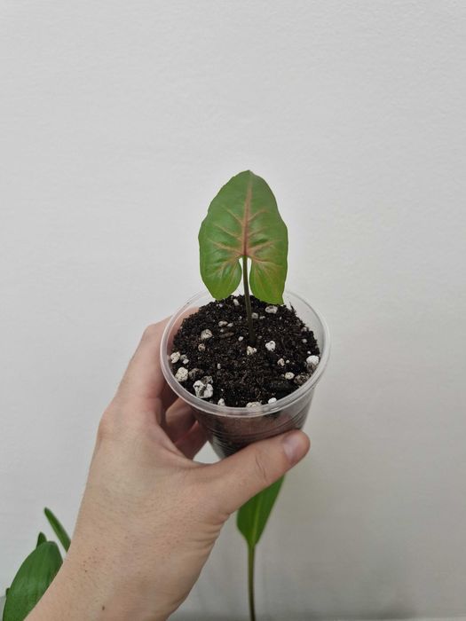 Сингониум черенки