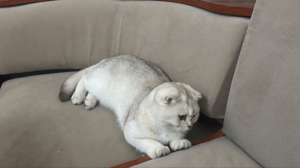 Шатлански мысық сатылады