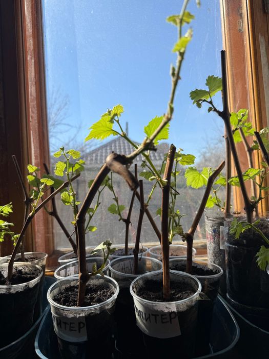 Продам саженцы винограда