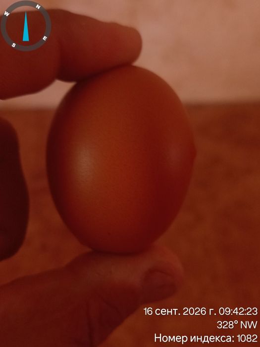 Срочно Продам Несушки Ломан Браун