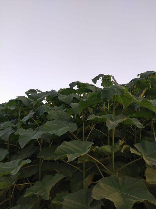 Павлония ФТЭ гибрид навлари 100% ишончли