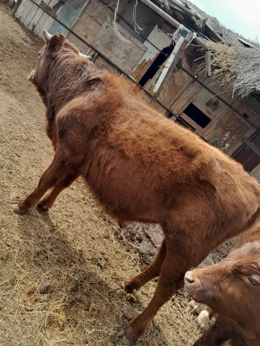 Еркек бұқашық баспақтар сатылады