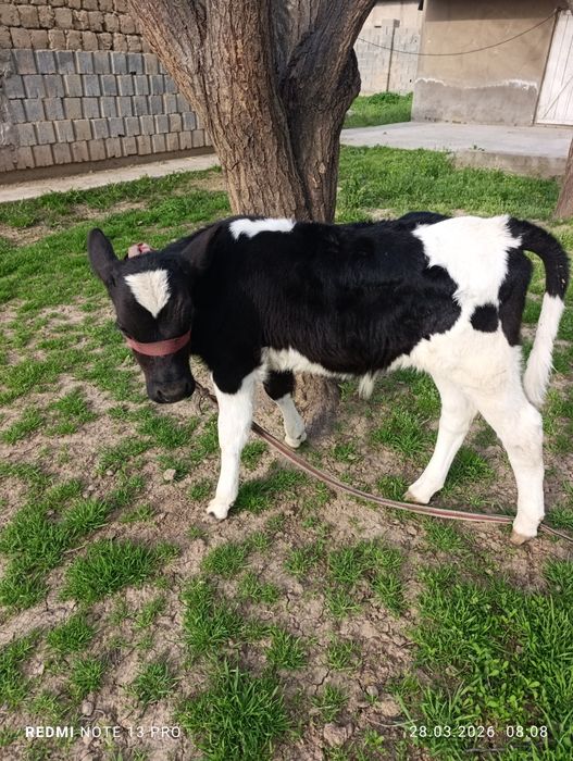 Бұзаулы сиыр сатыладыы