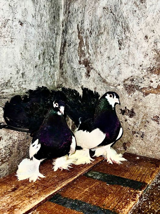 Продам голубей статных