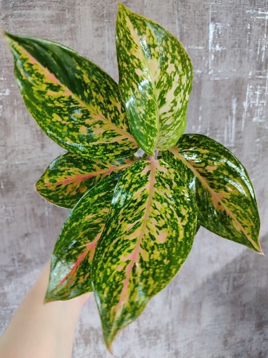 Тайские Аглаонемы