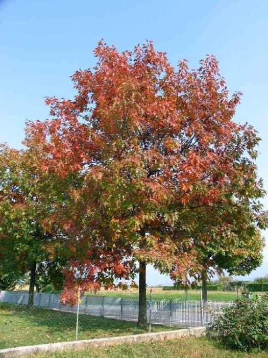 Quercus rubra (stejar frunza rosie) Otetar cu Frunza Rosie