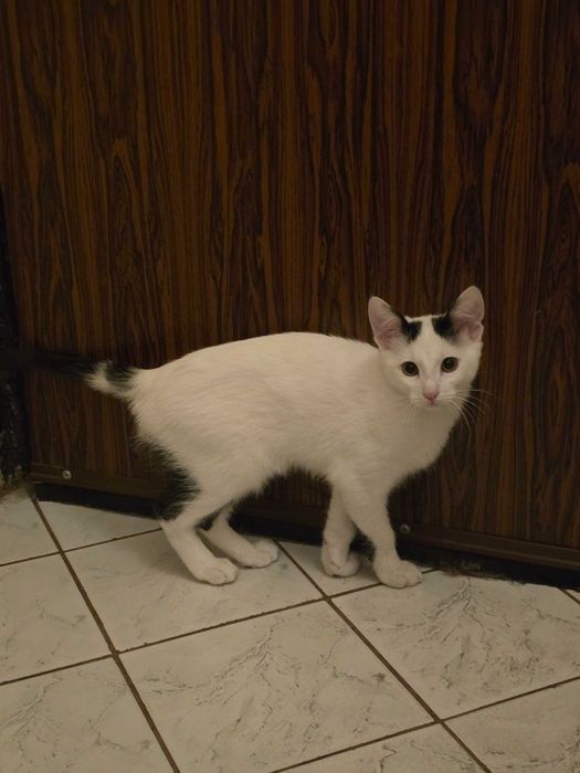 Подарявам малко коте