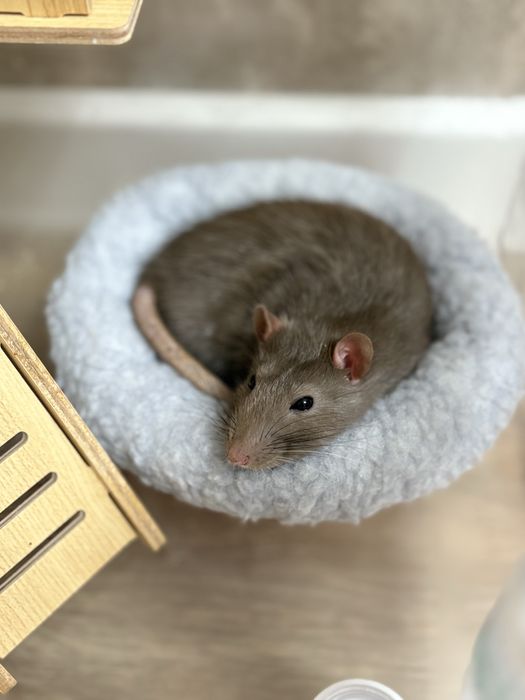 Продам крыс с клеткой