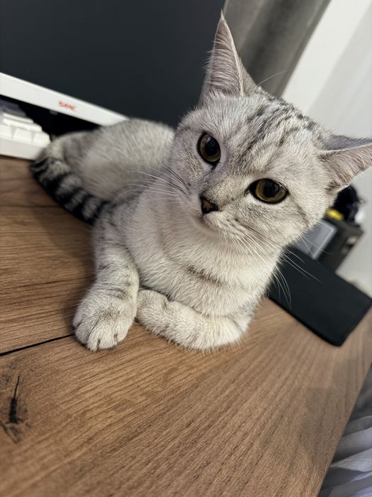 Шотландская кошка