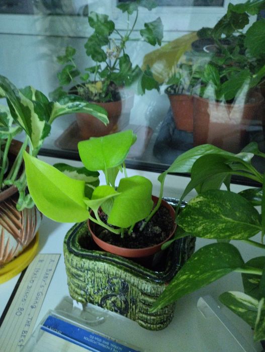 Цветы разные, комнатные цветы