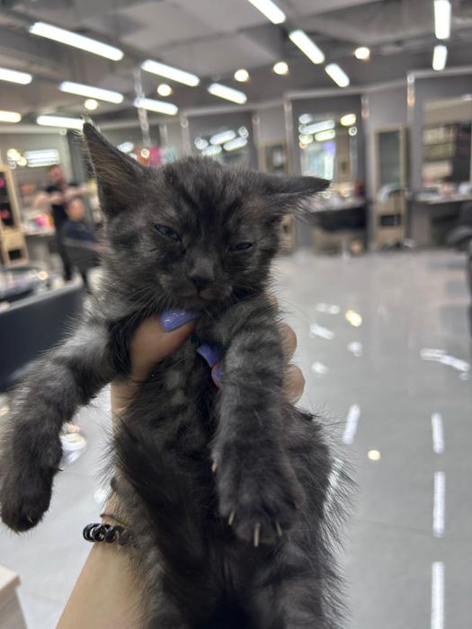 Отдаются котята бесплатно