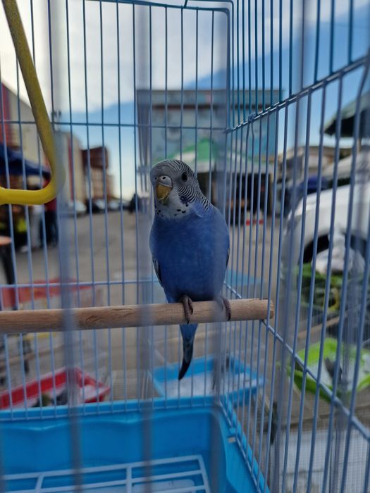 Волнистые попугаи